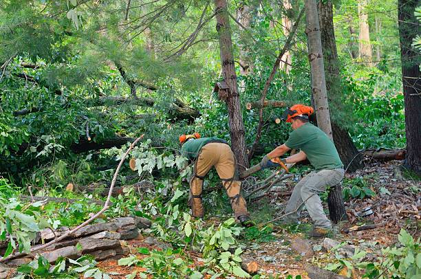 Best Tree Risk Assessment  in Halls, TN