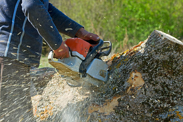 Best Tree Disease Treatment  in Halls, TN